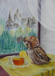 Owl tea