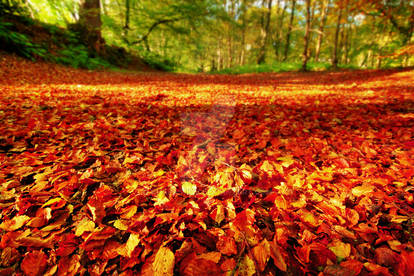 Autumn Leaf Carpet