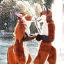Dancing Foxes