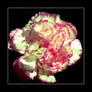 CARNATION