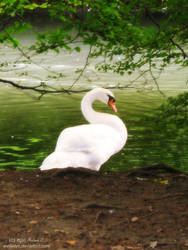 beautiful swan