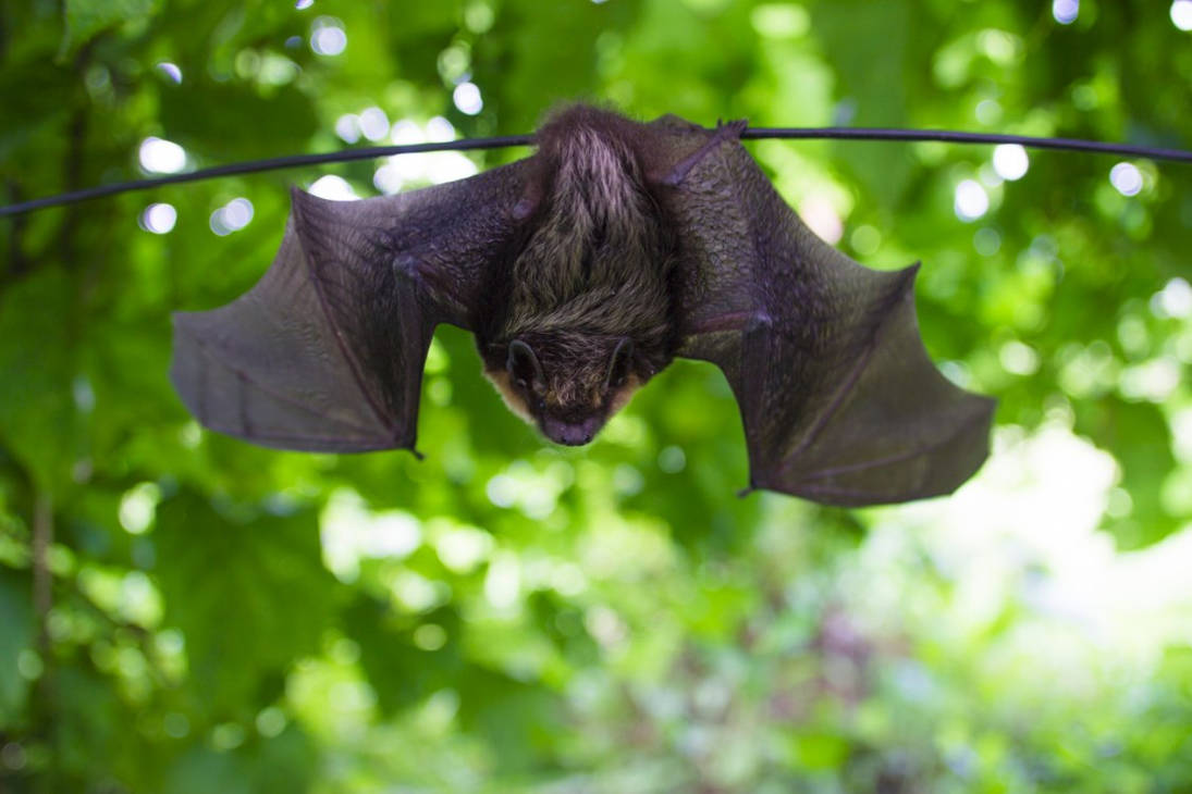 Batbat by qwerwsx on DeviantArt
