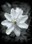 Wood anemone by makn321