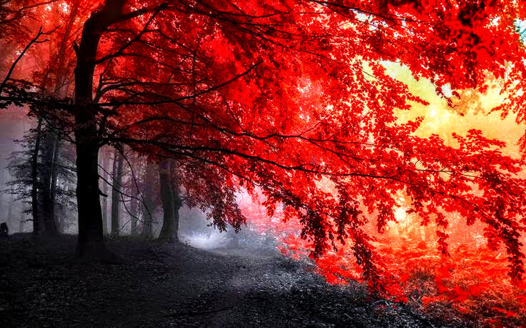 Very Beautiful Red Nature Wallpaper (Darkened Red) by ROGUE-RATTLESNAKE ...