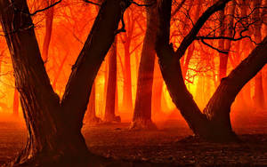 Beautiful Autumn like Light in Forest