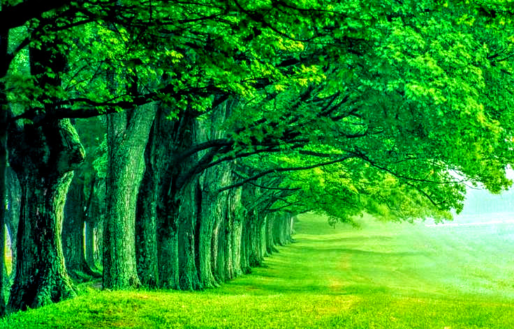 Beautiful High Quality Green Nature Wallpaper by ROGUE-RATTLESNAKE on DeviantArt Beautiful High Quality Green Nature Wallpaper by ROGUE-RATTLESNAKE on DeviantArt