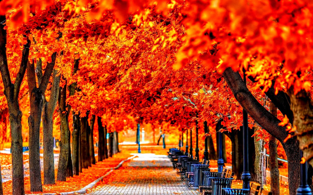 Amazing Fall Trees Beautiful Autumn/Fall Trees over Pathway (RARE) by ROGUE-RATTLESNAKE on ...