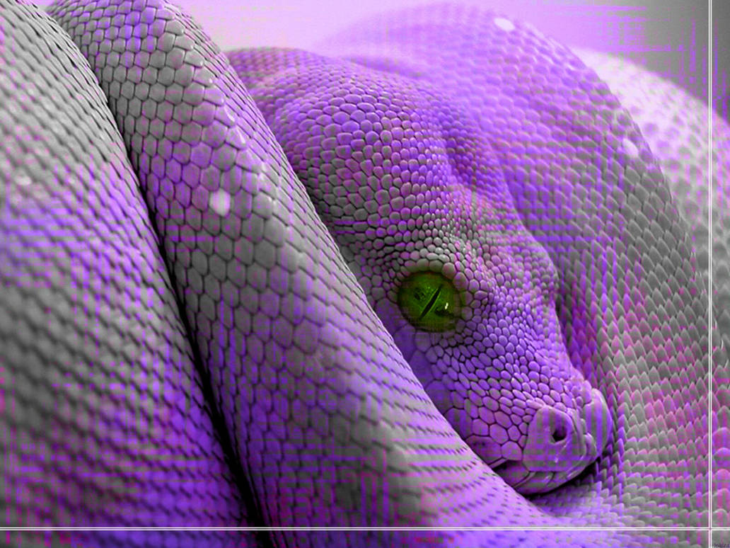 Purple Boa Constrictor by ROGUE-RATTLESNAKE on DeviantArt