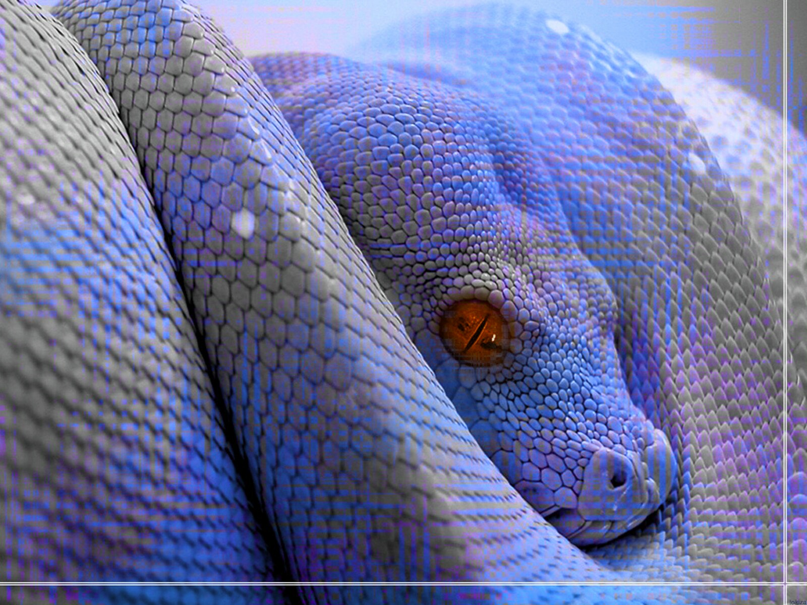 Blue Boa Constrictor By Rogue Rattlesnake On Deviantart