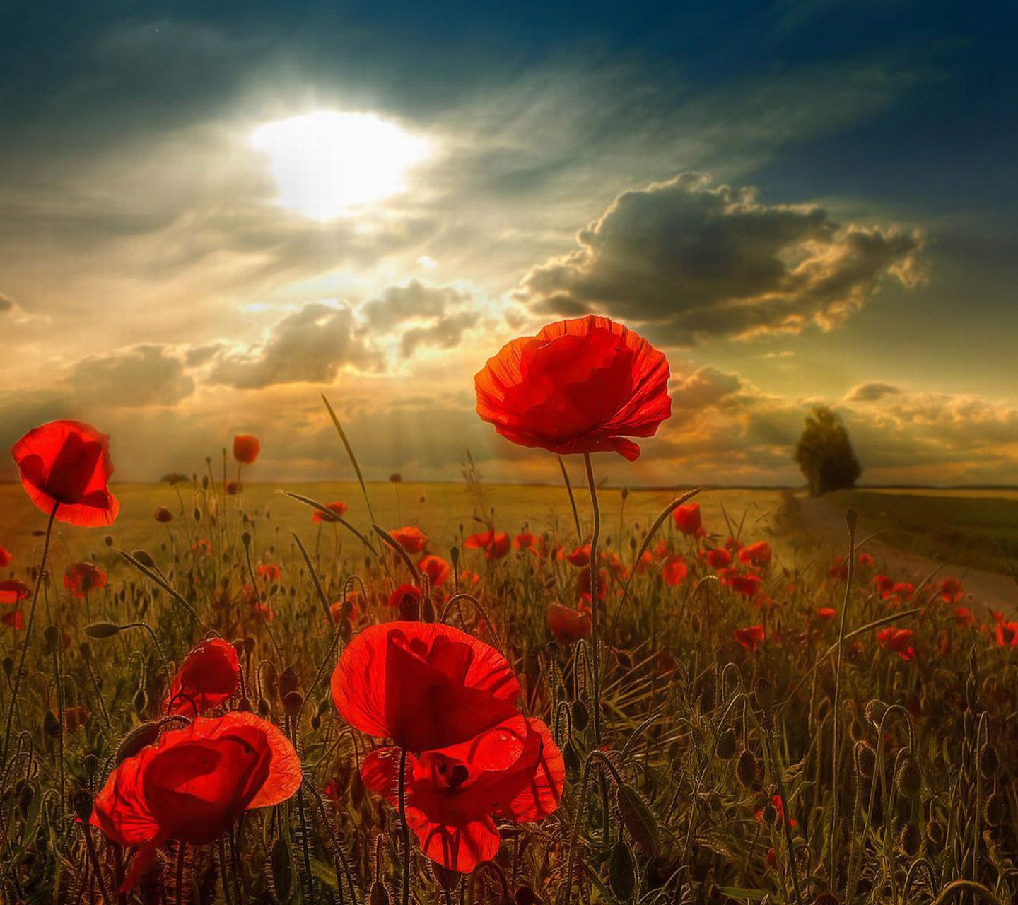 HAPPY REMEMBRANCE DAY - Field of Poppy's