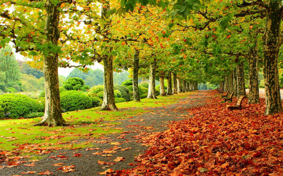 Beautiful Autumn Trees and Landscape Wallpaper