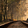 Autumn Train Rails In The Forest (EXCLUSIVE)