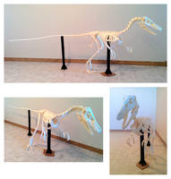 Velociraptor Skeleton Papercraft (Build)