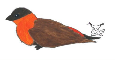 Black-winged Bishop