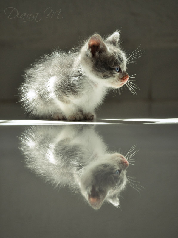 Feline Reflection