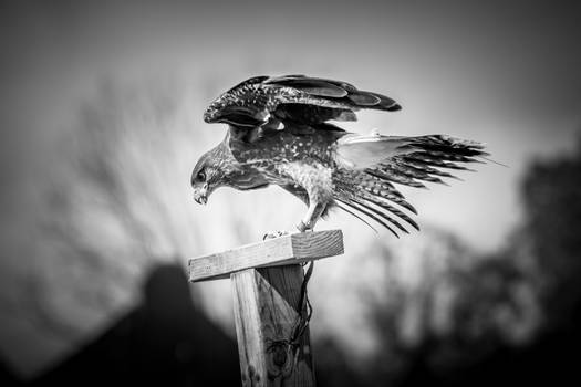 Harris's Hawk