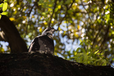 Pigeon in Tree
