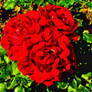 roses rouges HDR