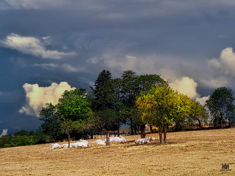 Auvergne