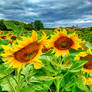 les tournesols