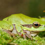 Hyla arborea