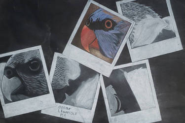 Drawing of Birds in Polaroid Photos