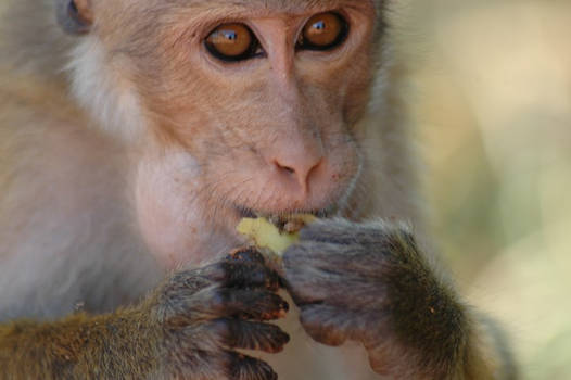 monkey with bananna pic 1