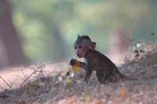 baby monkey holding a leaf