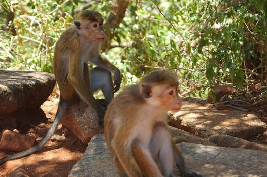 two darned monkeys