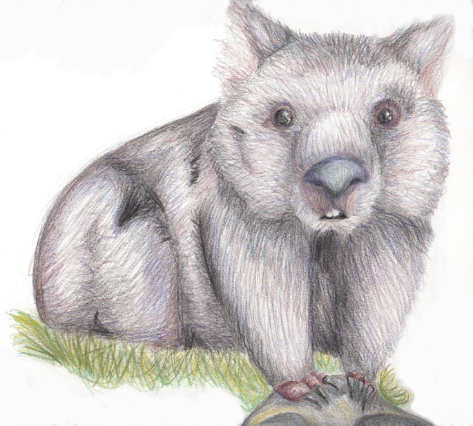 Wombat