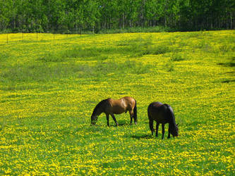 Horses