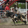 Bull riding