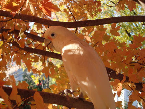 Cockatoos4