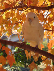 Cockatoos8