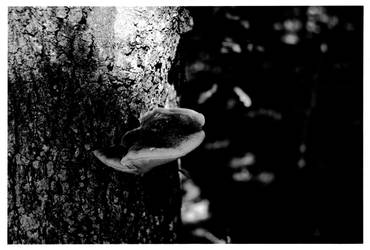 Tree N' Mushroom