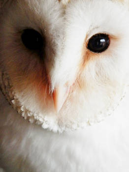 Dawley the Barn Owl