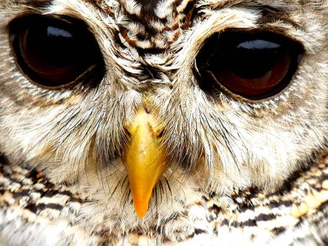 Mumble the Chaco Owl #4