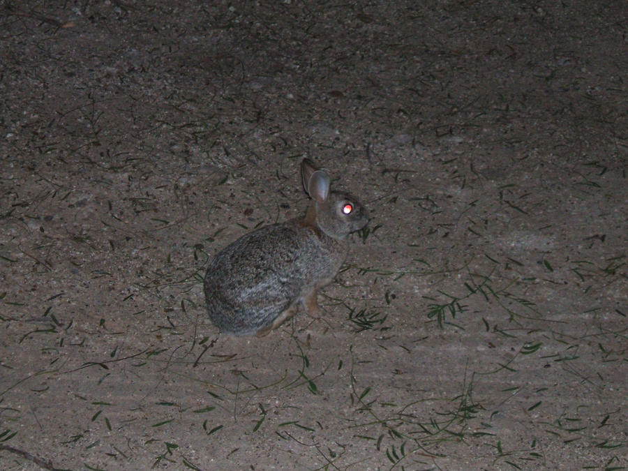 Night Eye Rabbit Rabbit at night by Yamcha321 on DeviantArt
