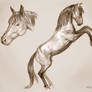 Horsey Study