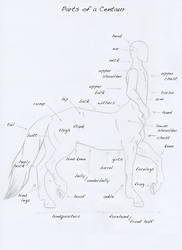 Parts of a Centaur