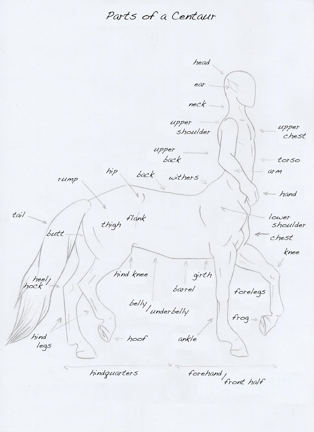 Parts Of A Centaur By Quaymius On Deviantart Parts Of A Centaur By Quaymius On Deviantart