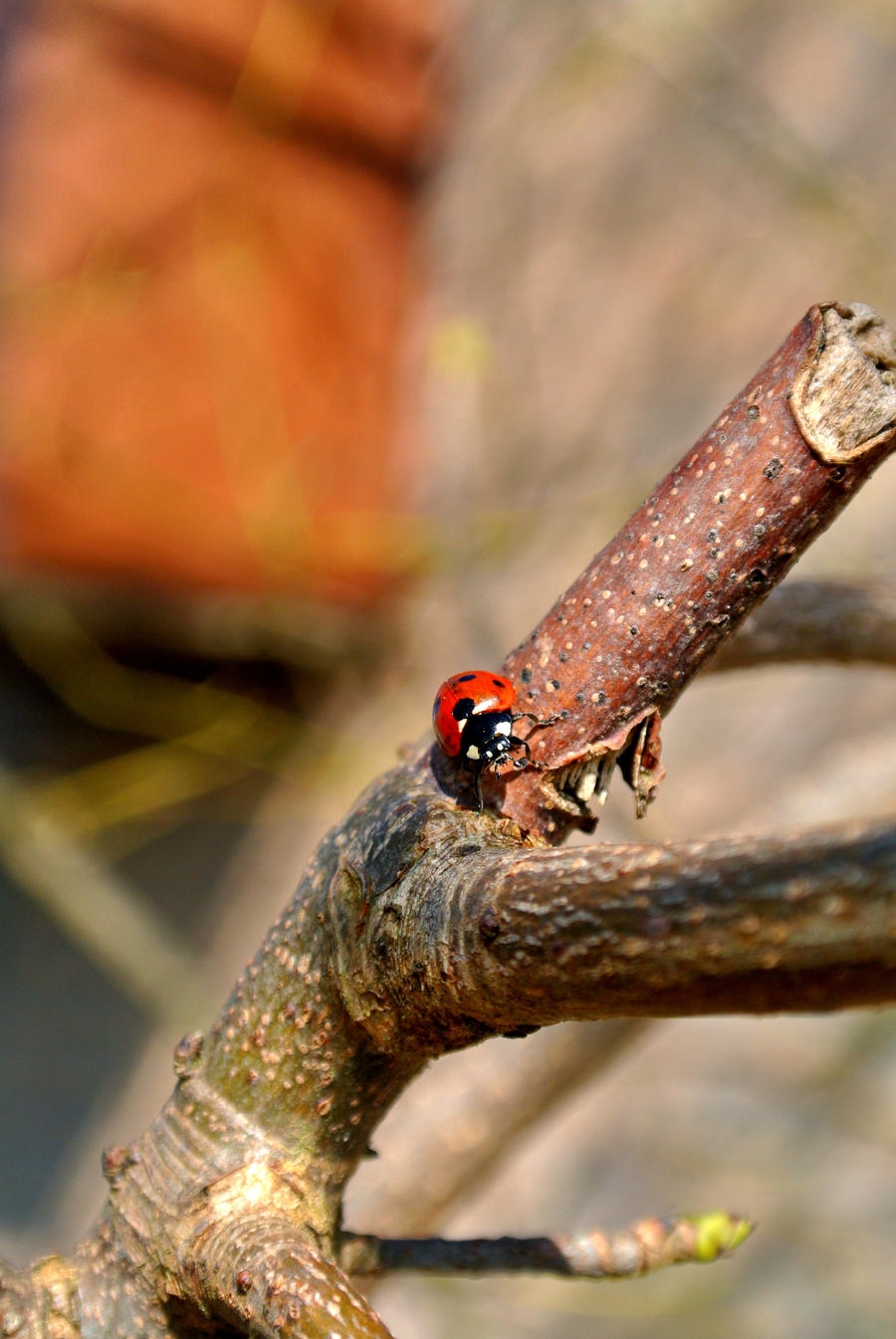 Ladybug