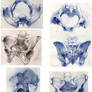 6 views pelvis