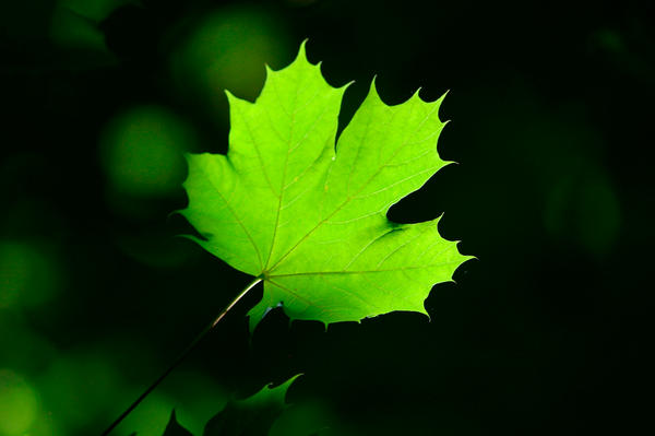Leaf alight