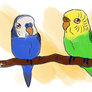 Animation budgies