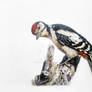 Woodpecker