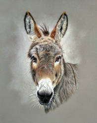 Donkey