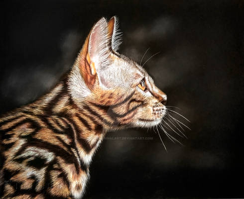 Bengal cat