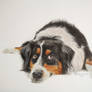 Australian shepherd dog portrait