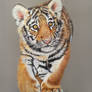 Tiger cub